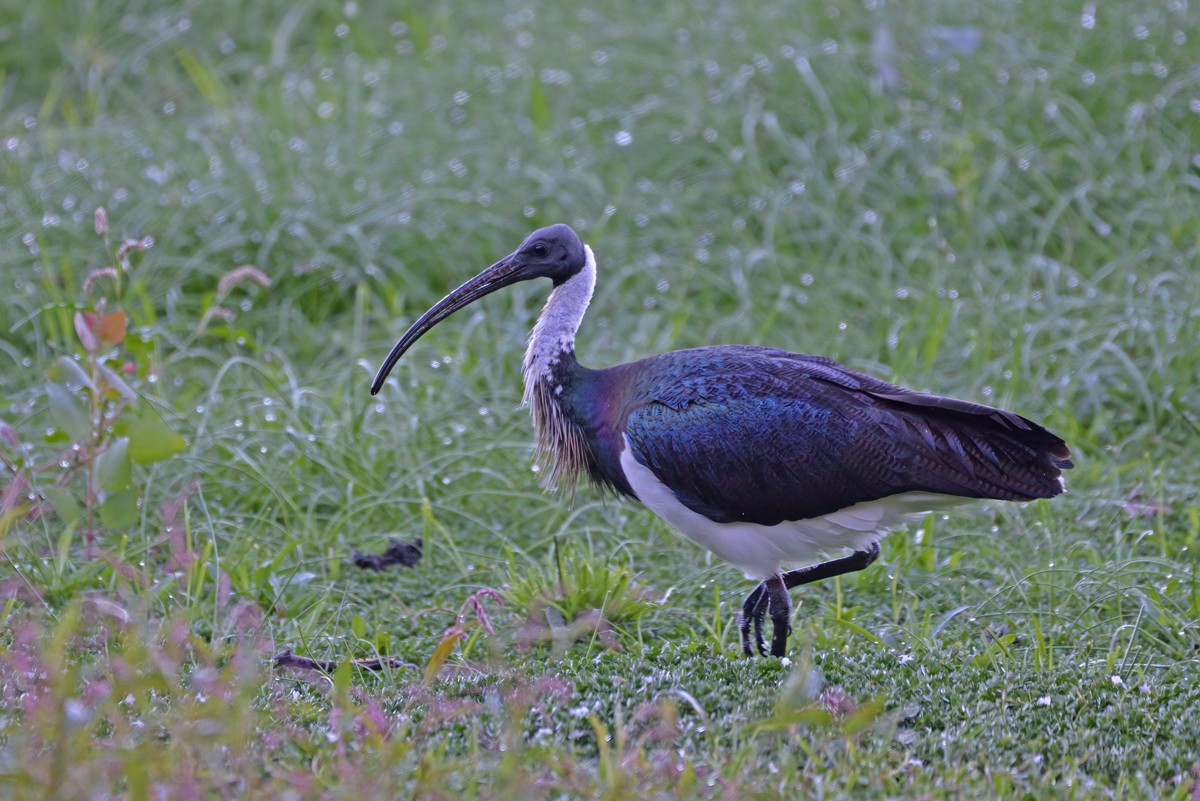 ibis slámokrký - ML617461143