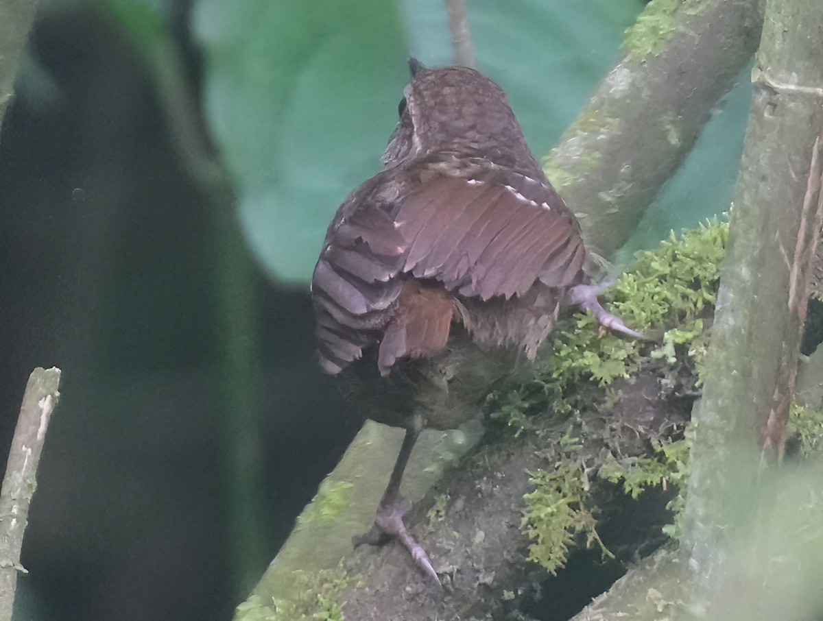 Eyebrowed Wren-Babbler - ML617461145