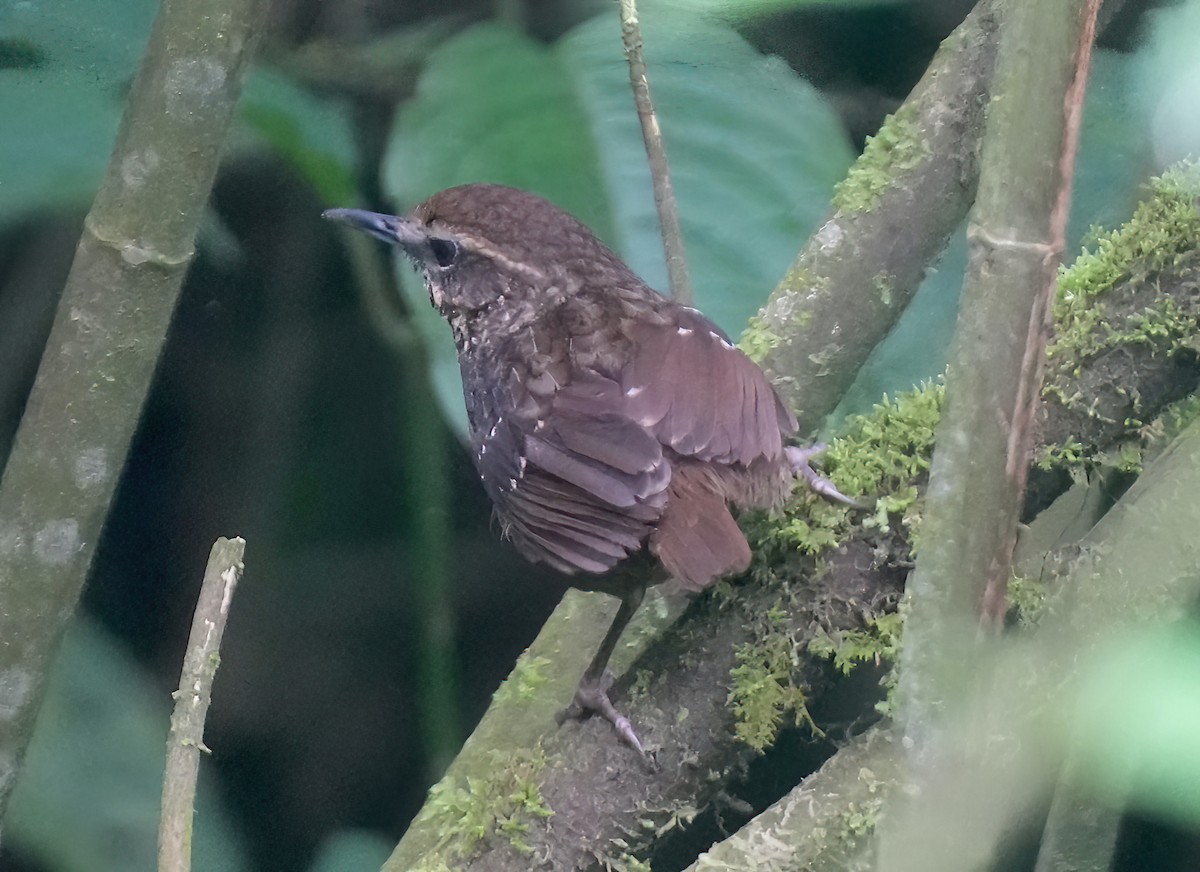 Eyebrowed Wren-Babbler - ML617461146