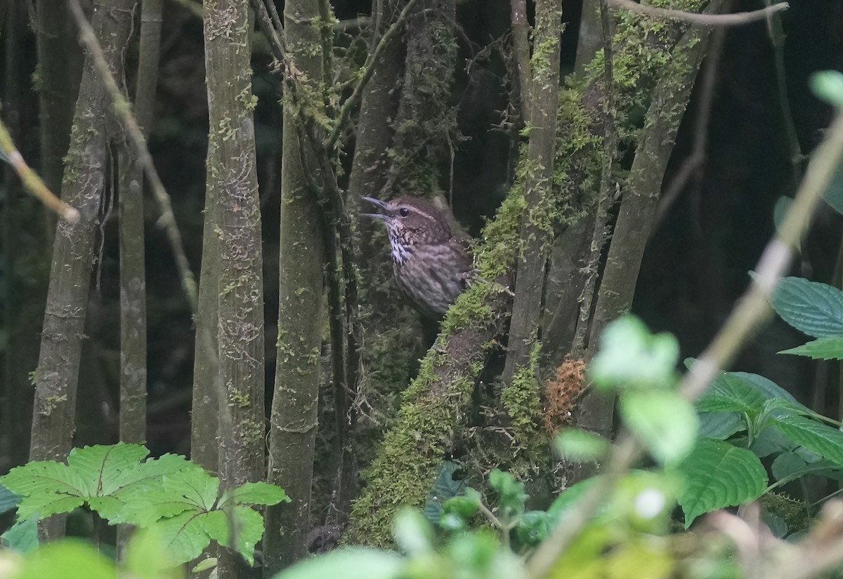 Eyebrowed Wren-Babbler - ML617461147