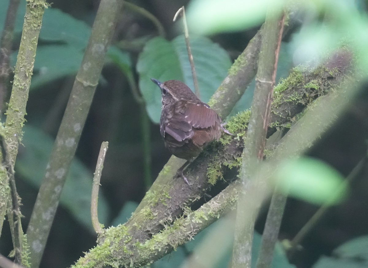 Eyebrowed Wren-Babbler - ML617461148