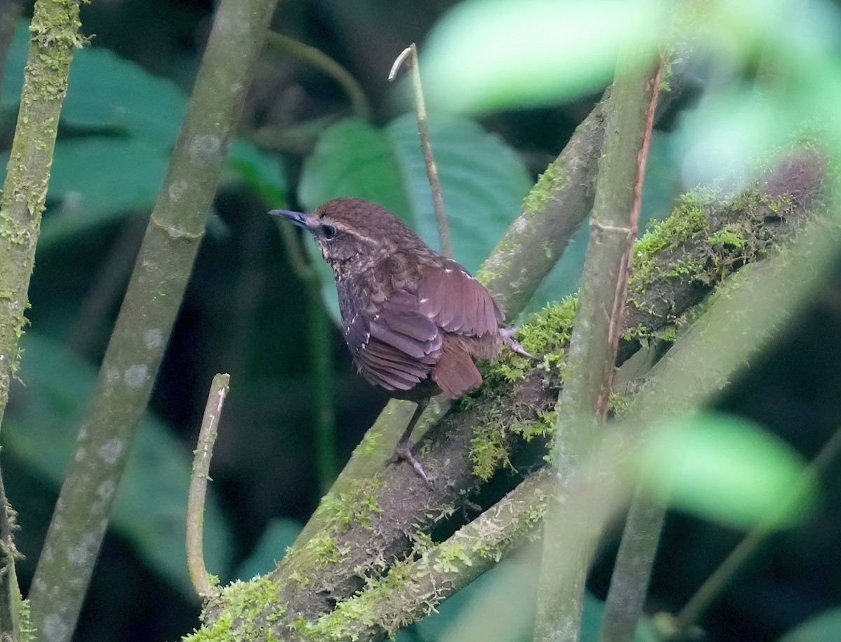 Eyebrowed Wren-Babbler - ML617461149