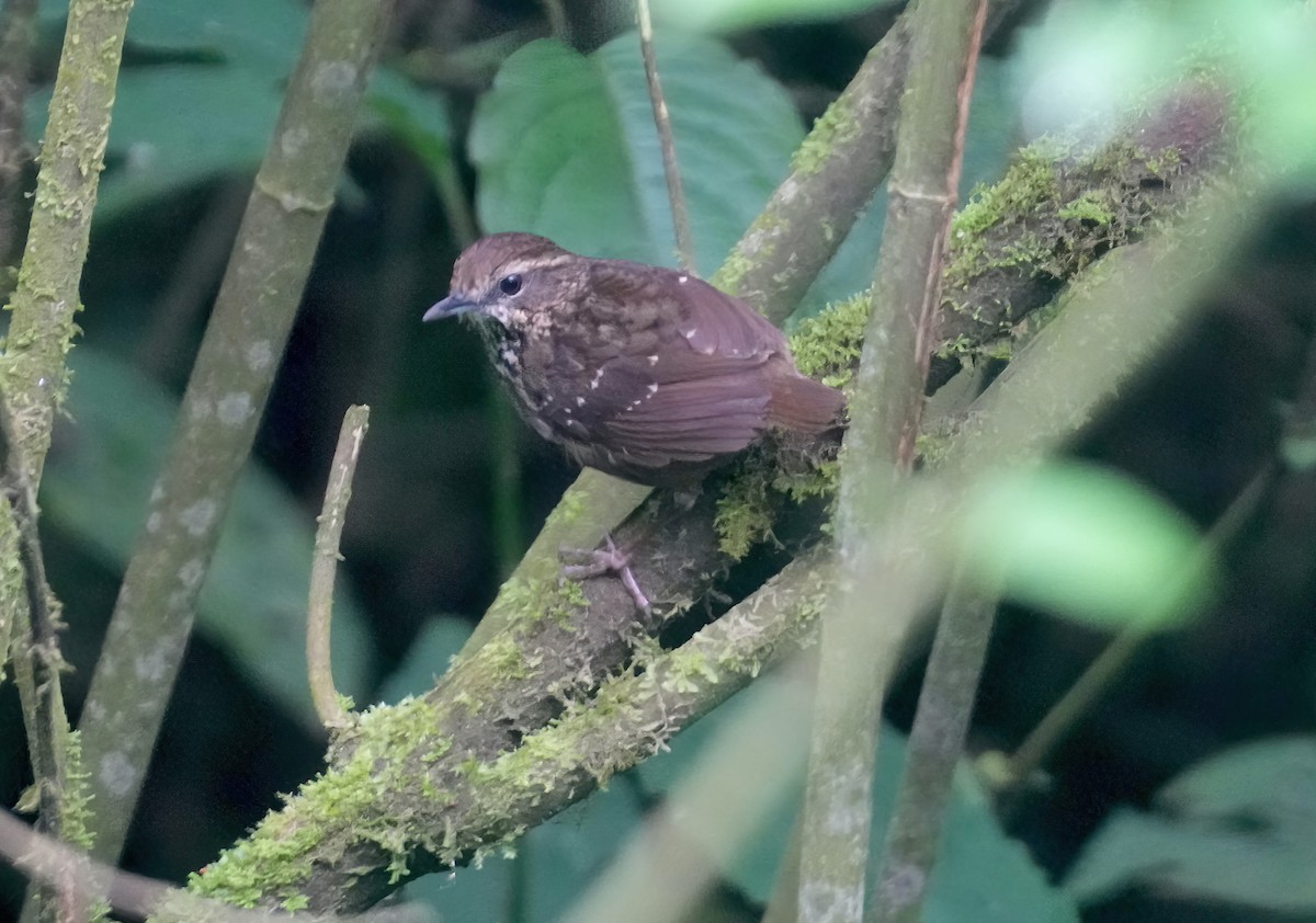 Eyebrowed Wren-Babbler - ML617461150