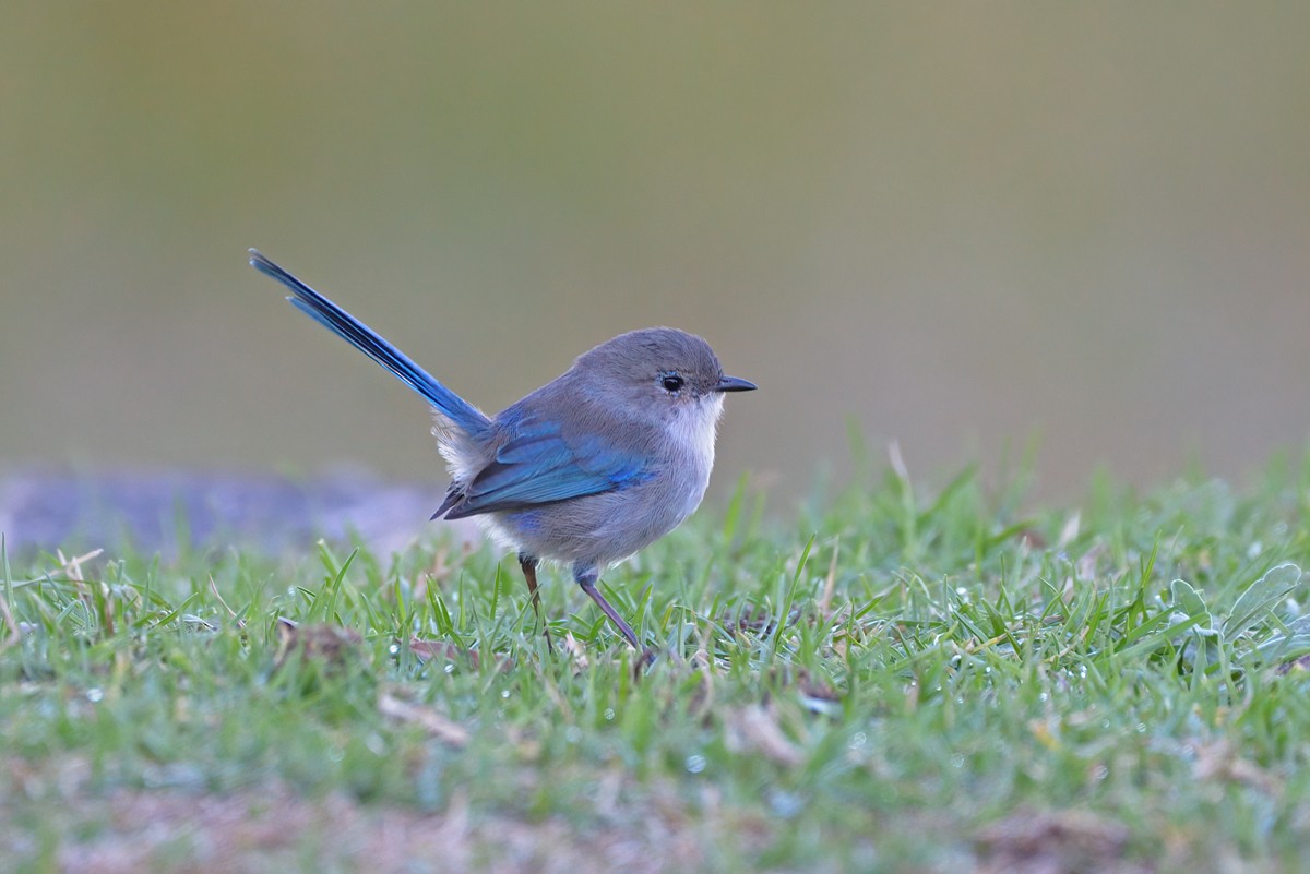 Splendid Fairywren - ML617461160