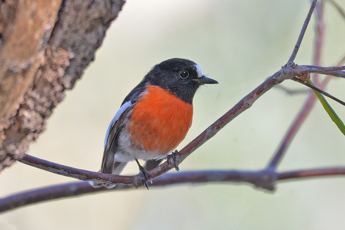 Scarlet Robin - ML617461169