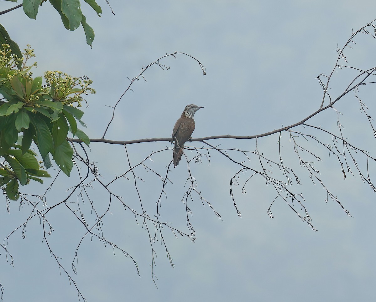 Banded Bay Cuckoo - ML617461194