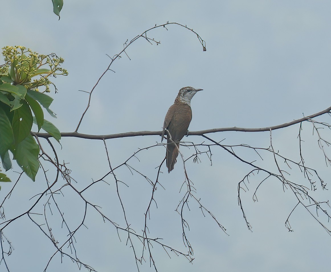 Banded Bay Cuckoo - ML617461195