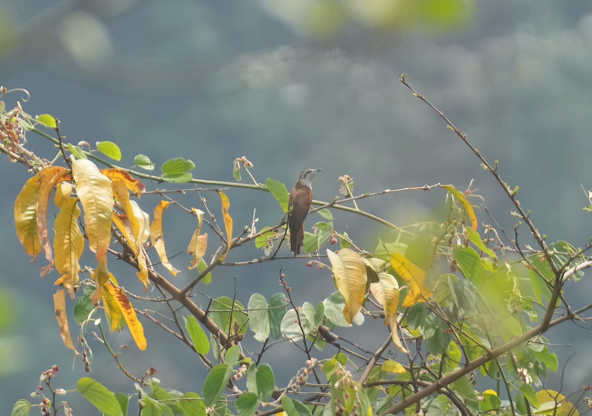 Banded Bay Cuckoo - ML617461196
