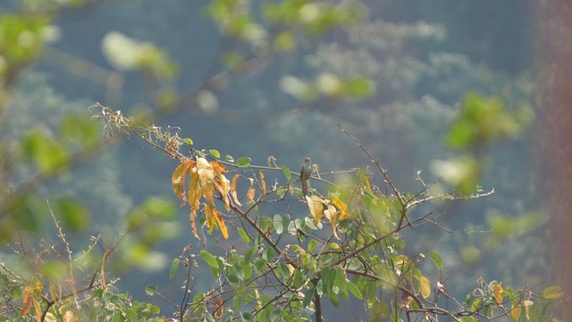 Banded Bay Cuckoo - ML617461213