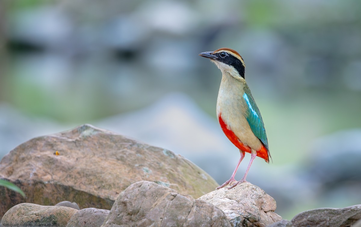 Fairy Pitta - Nattapong Banhomglin