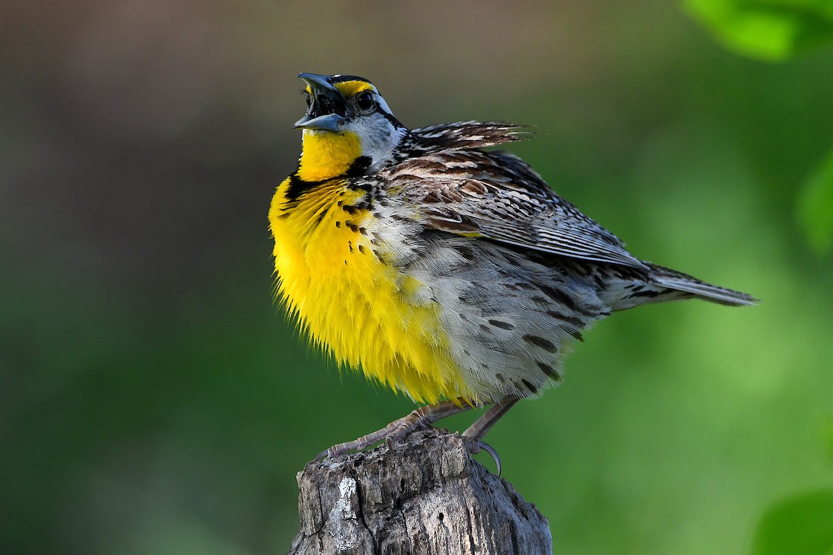 Eastern Meadowlark - ML617461299