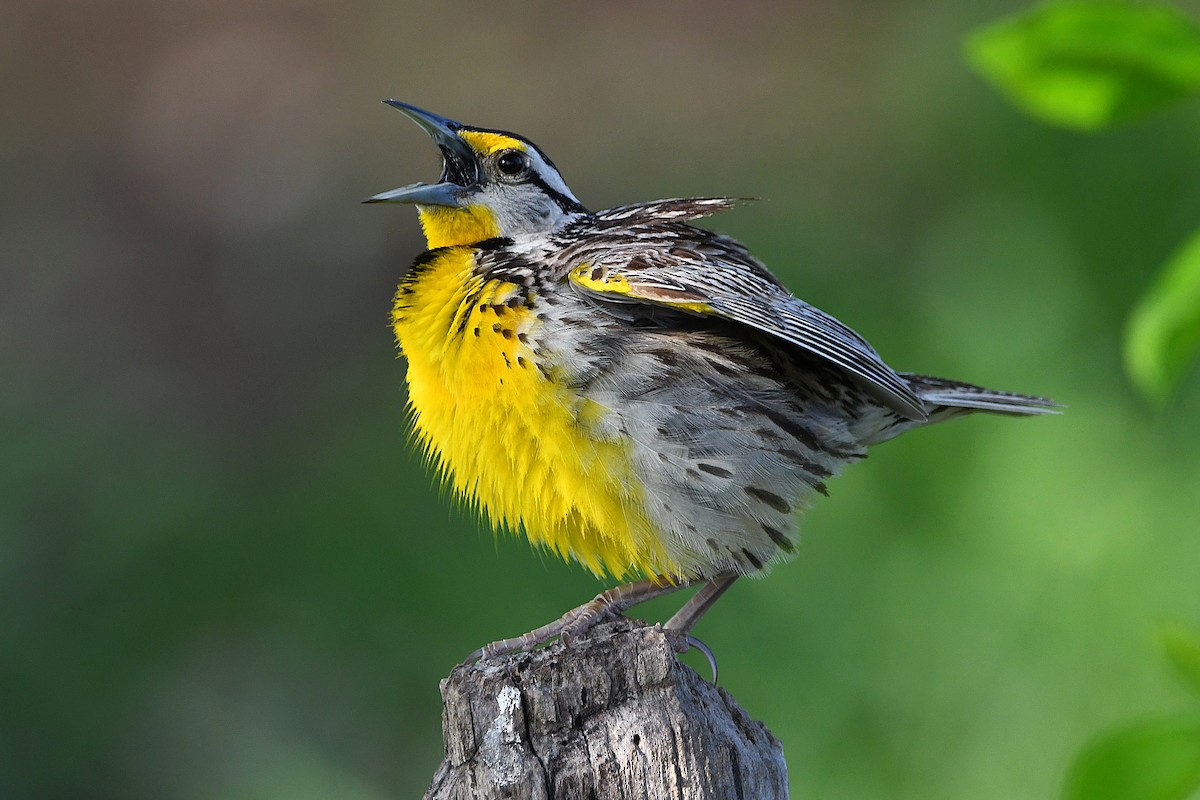 Eastern Meadowlark - ML617461317