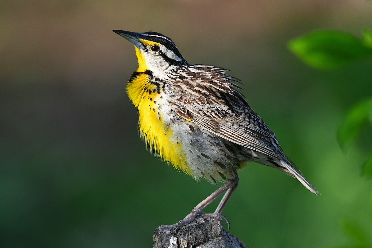 Eastern Meadowlark - ML617461322