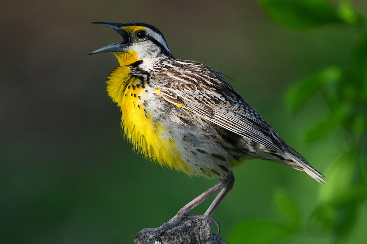 Eastern Meadowlark - ML617461327