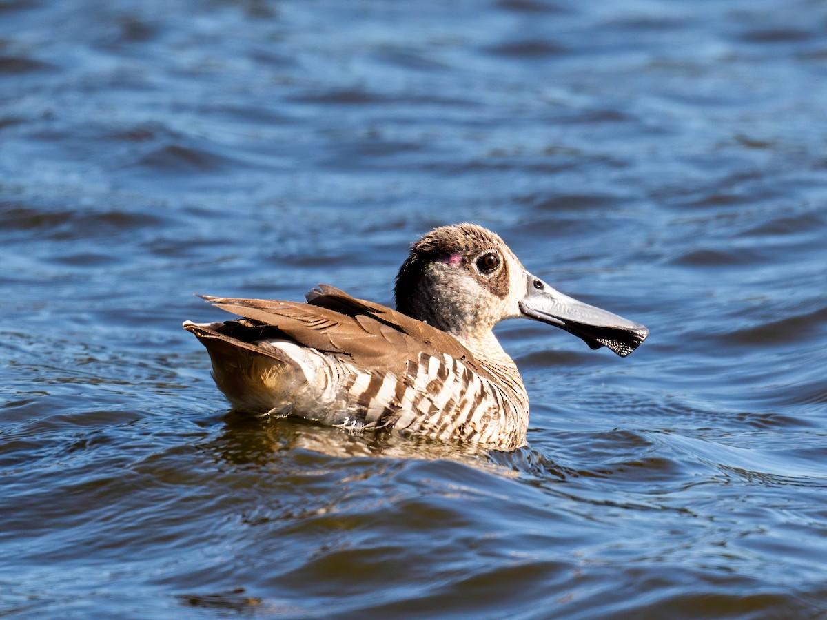 Pink-eared Duck - ML617461336