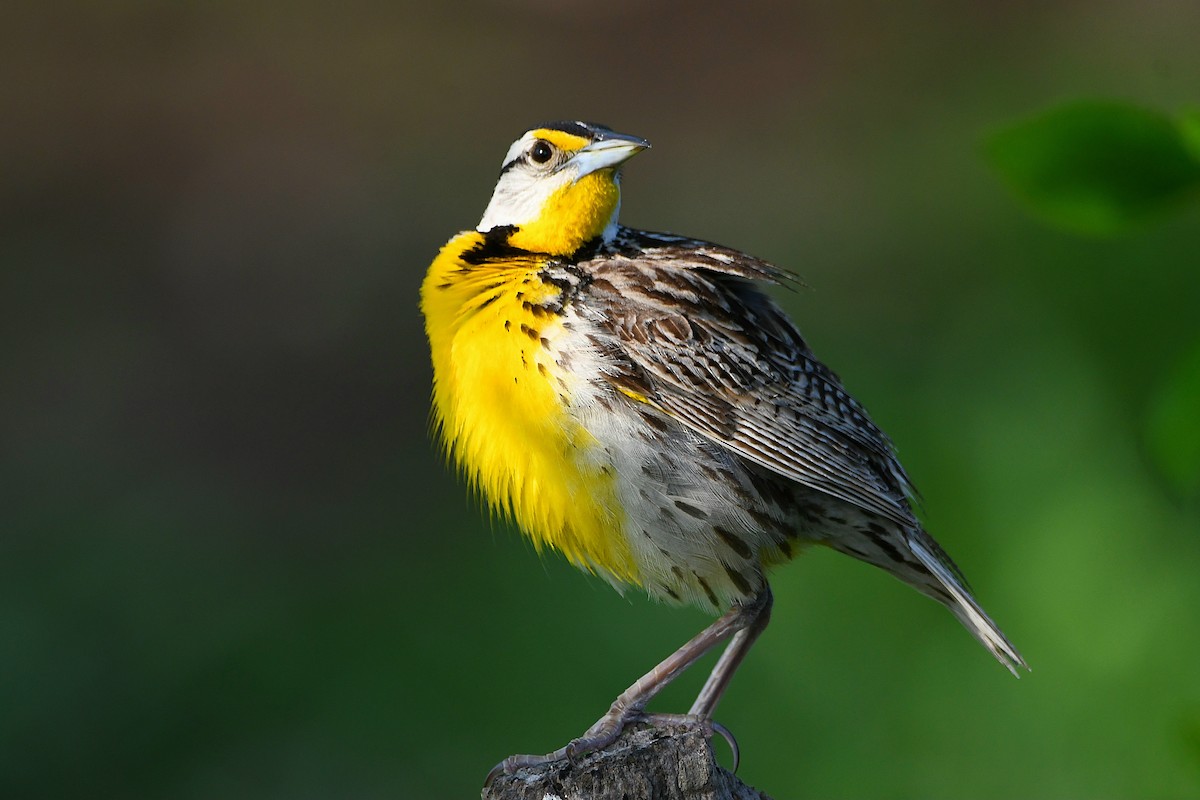 Eastern Meadowlark - ML617461337