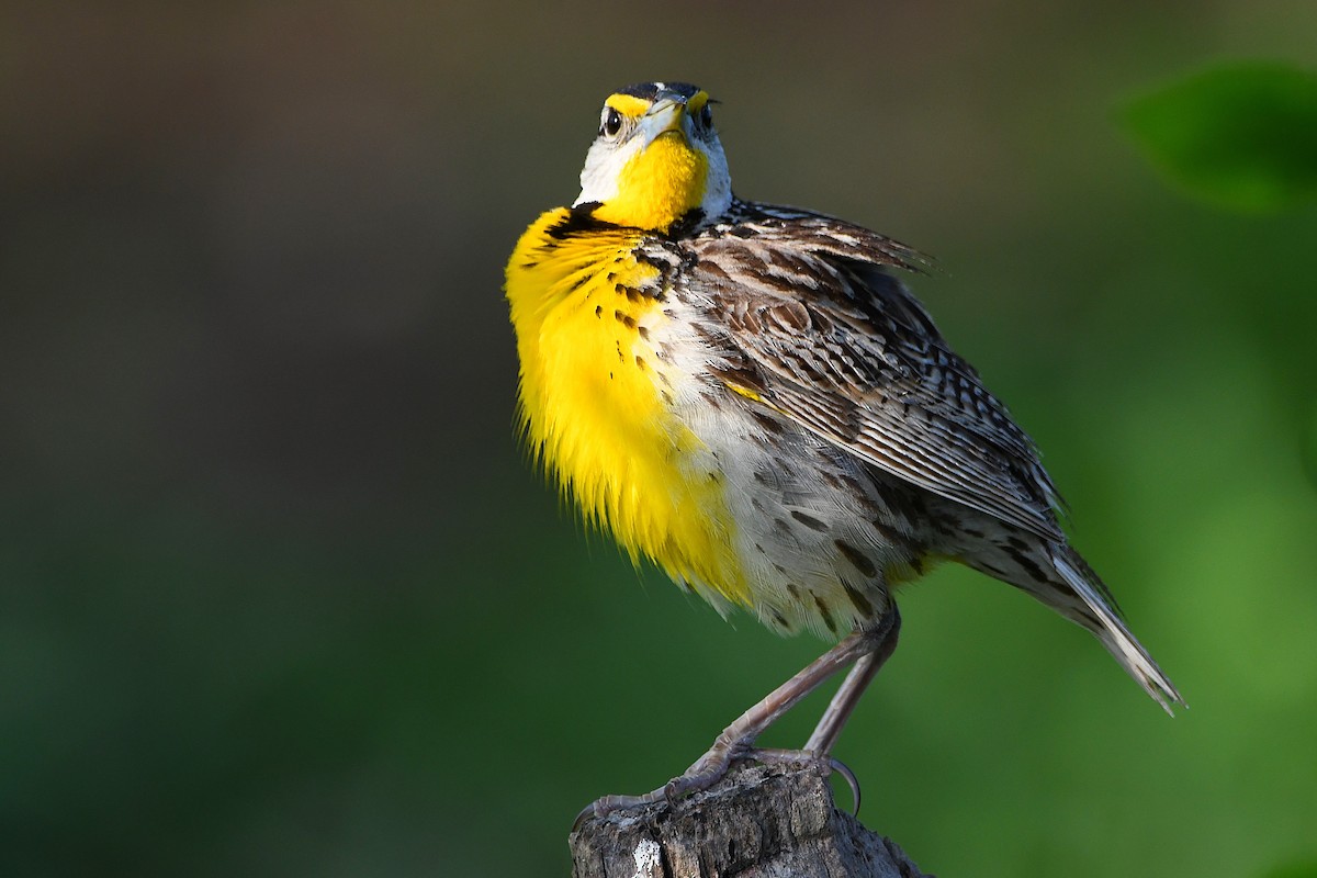 Eastern Meadowlark - ML617461352