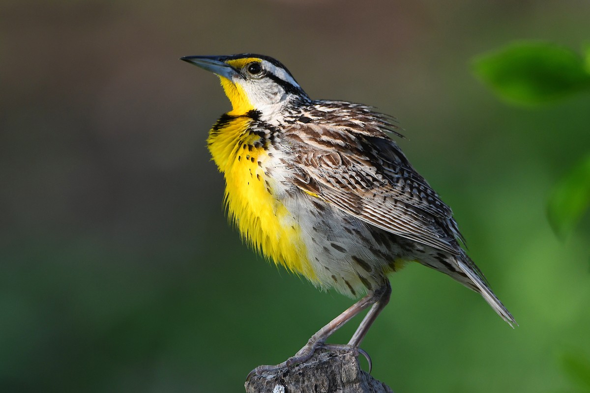 Eastern Meadowlark - ML617461356