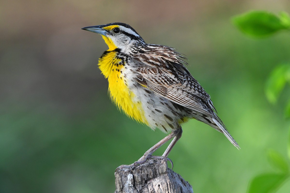 Eastern Meadowlark - ML617461359