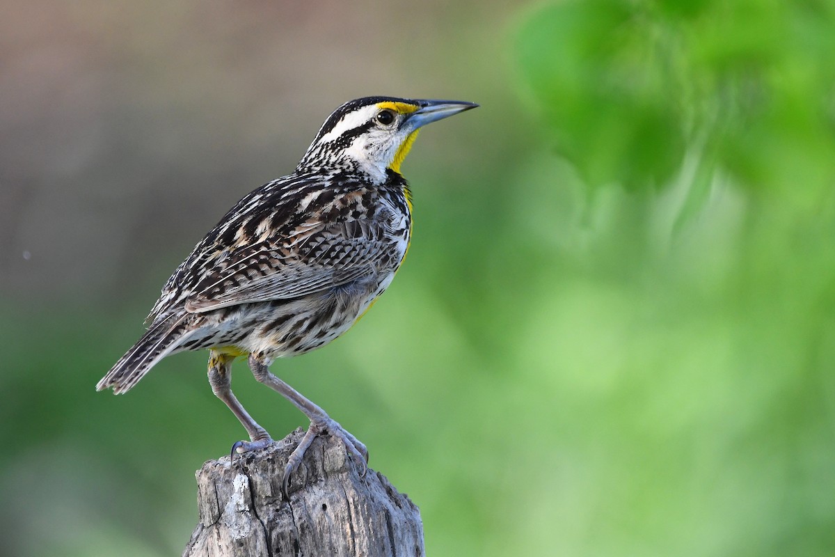 Eastern Meadowlark - ML617461373