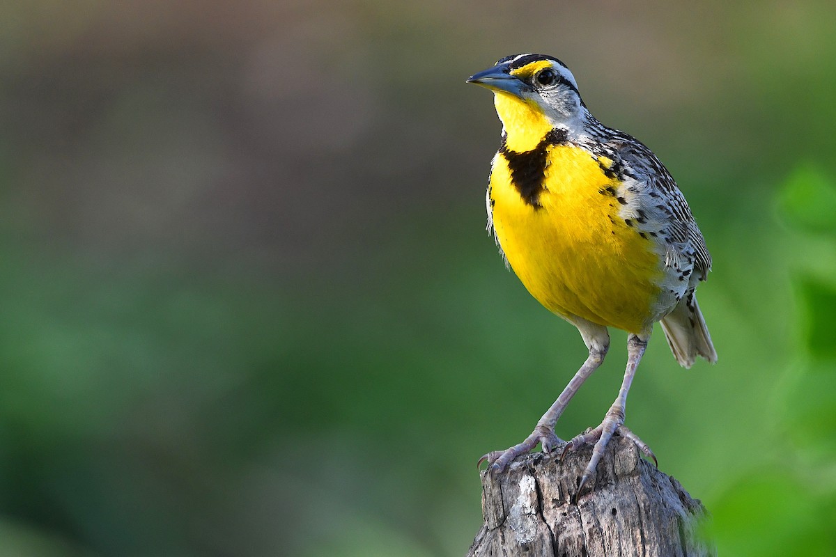 Eastern Meadowlark - ML617461380