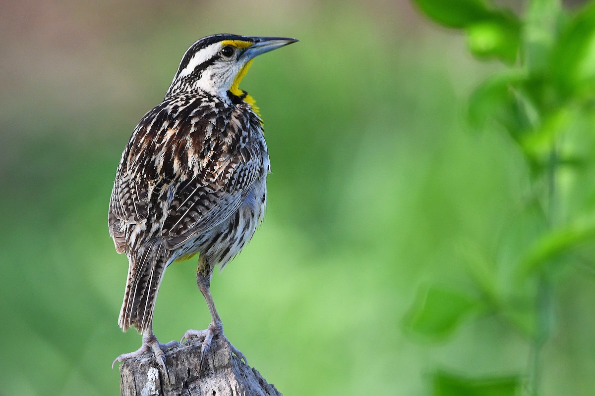 Eastern Meadowlark - ML617461390