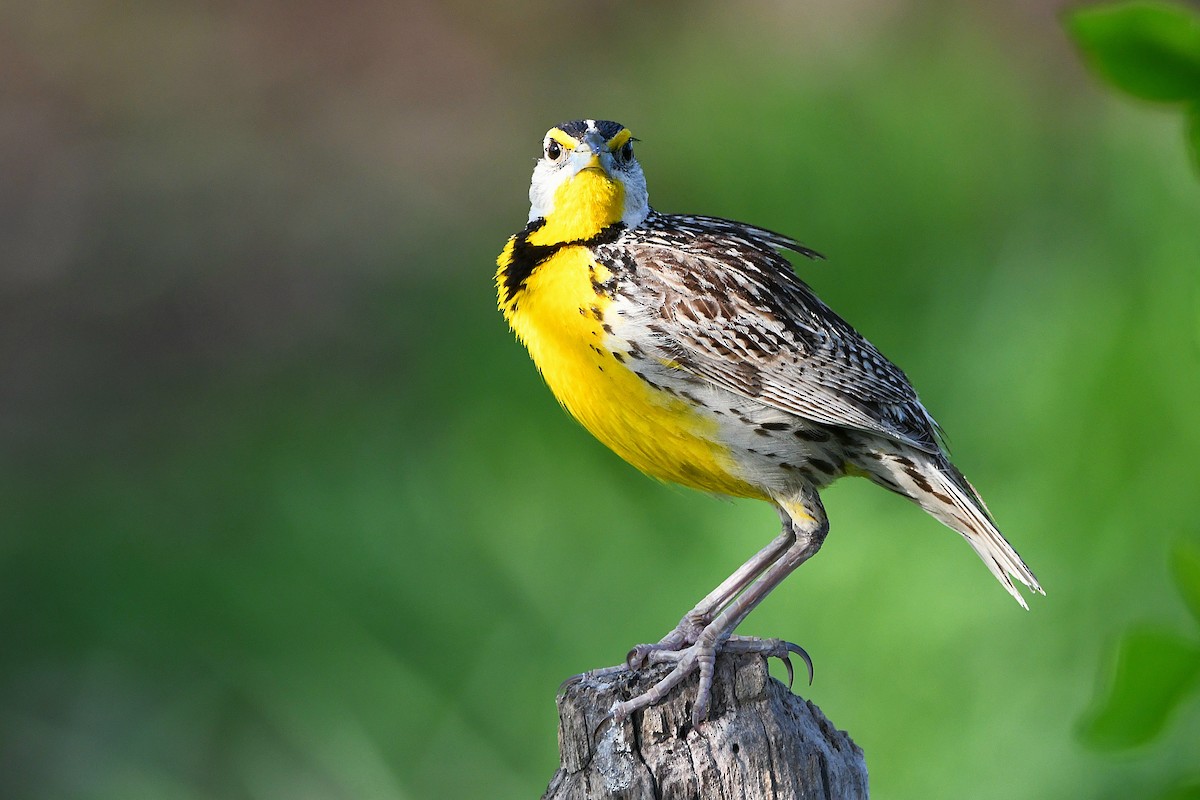 Eastern Meadowlark - ML617461410