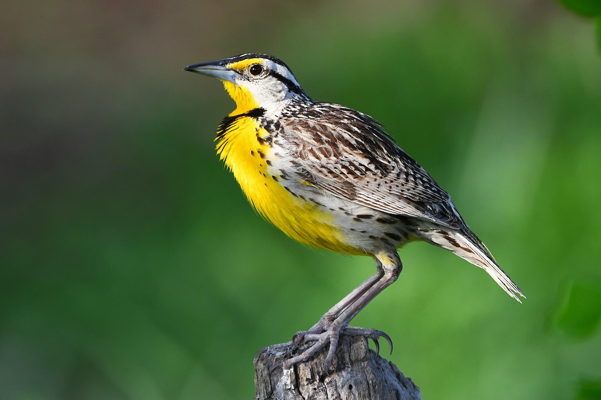 Eastern Meadowlark - ML617461424