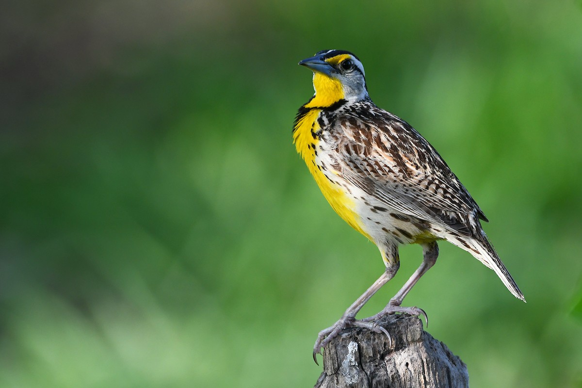 Eastern Meadowlark - ML617461429