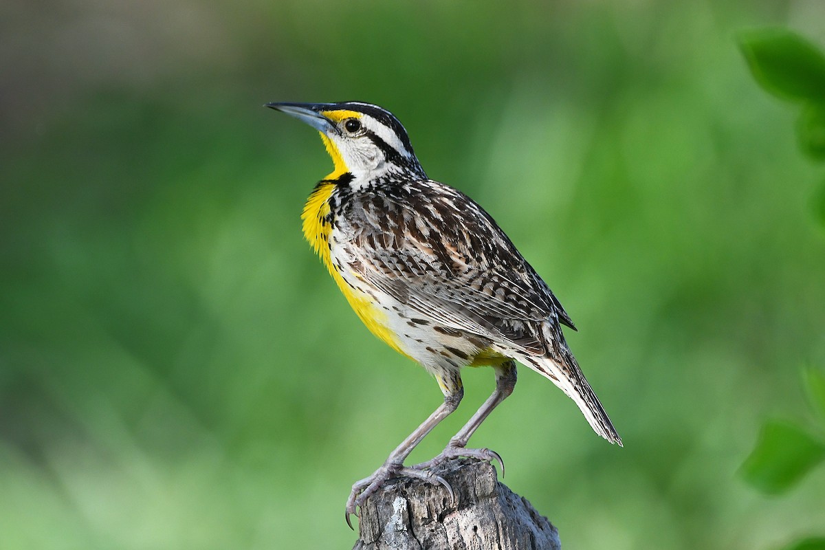 Eastern Meadowlark - ML617461434