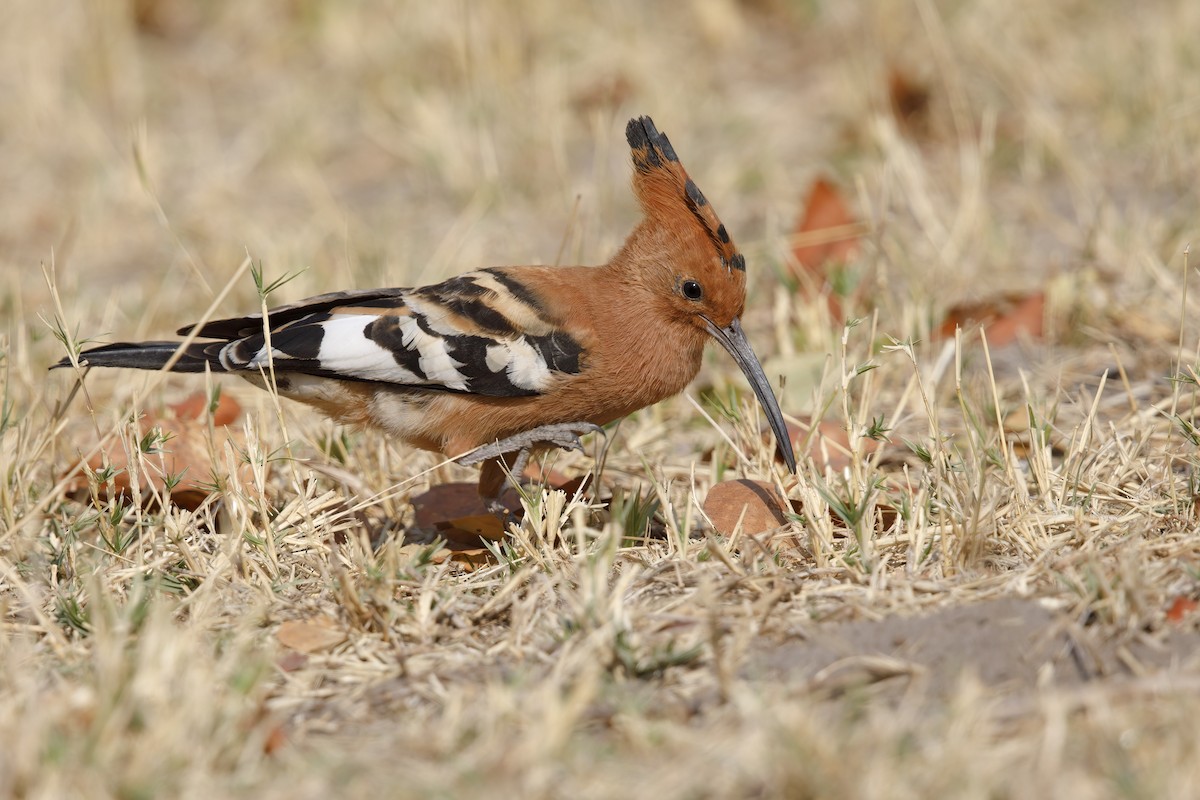 Eurasian Hoopoe - Marco Valentini