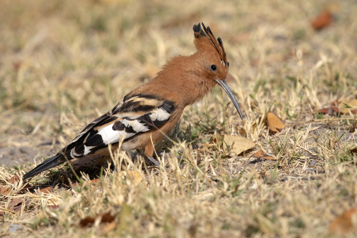 Eurasian Hoopoe - ML617461459