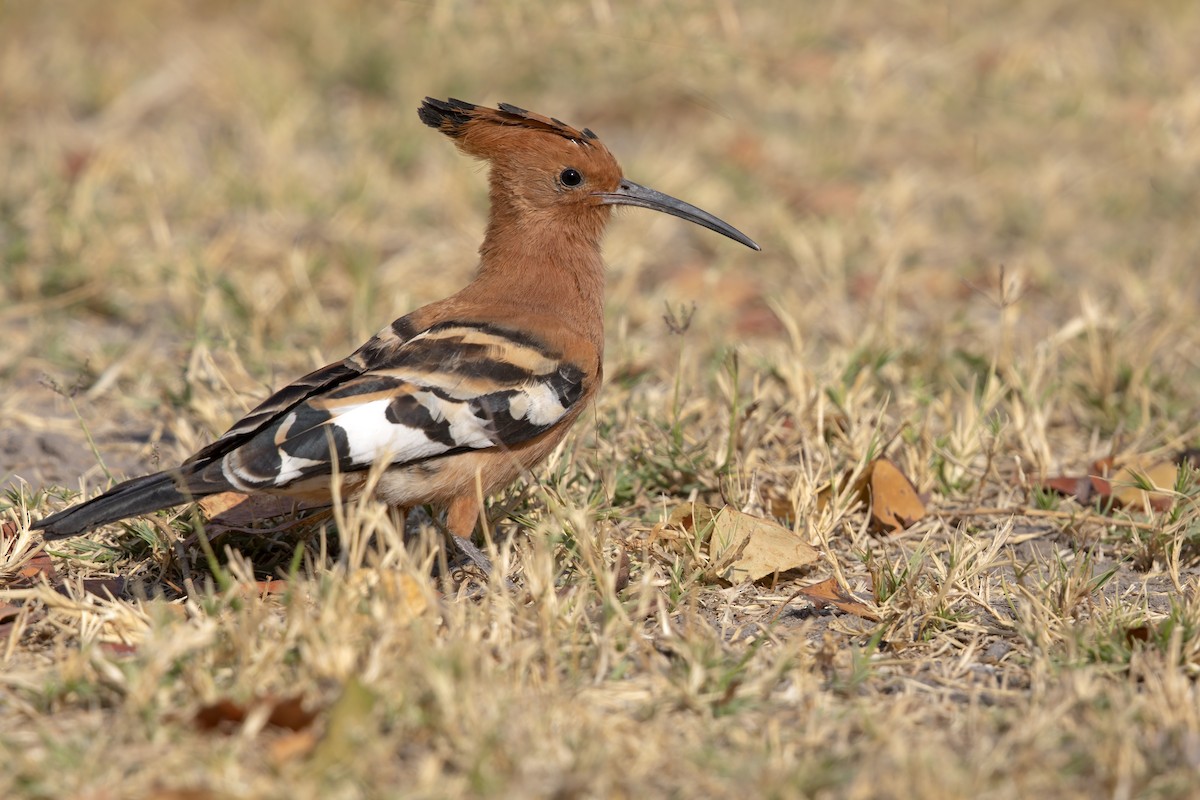 Eurasian Hoopoe - ML617461460