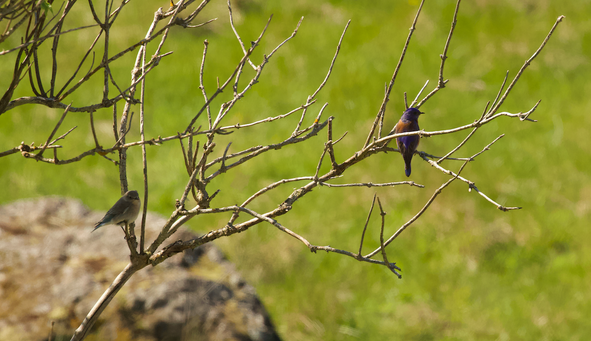 Western Bluebird - Justin Santiago