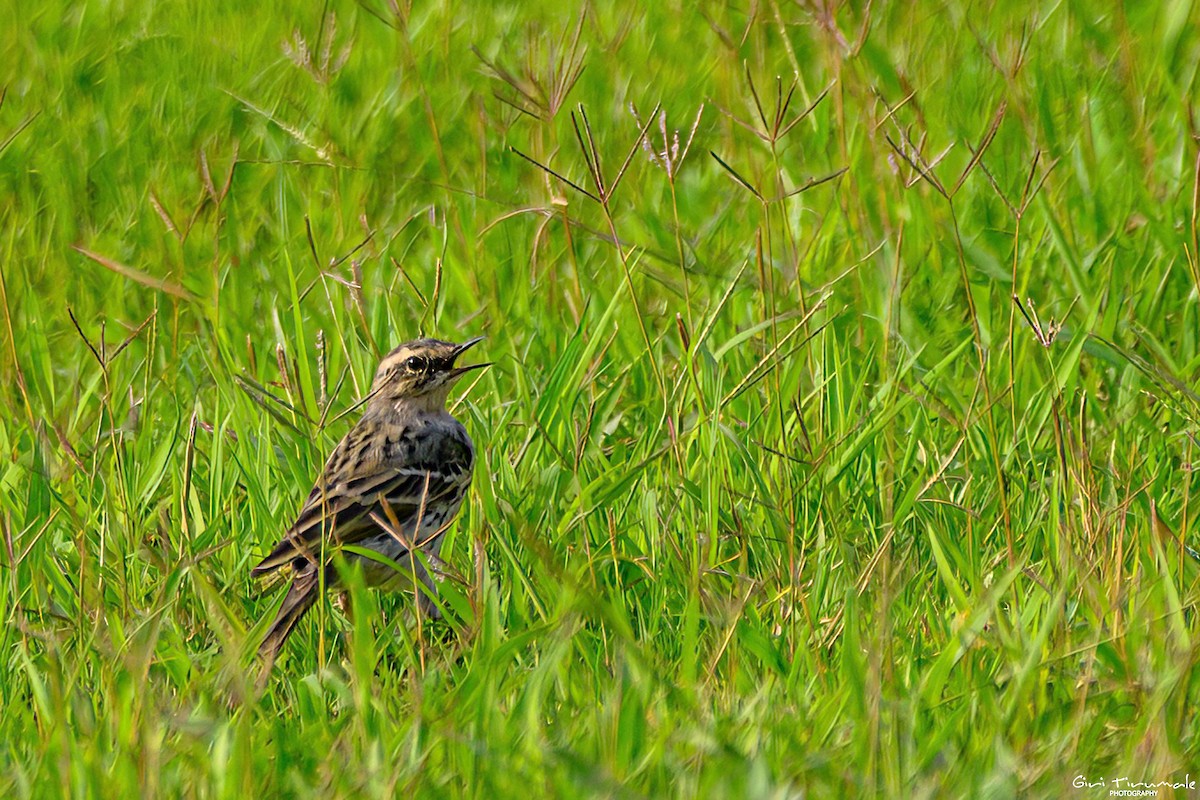 Rosy Pipit - Giri Tirumale