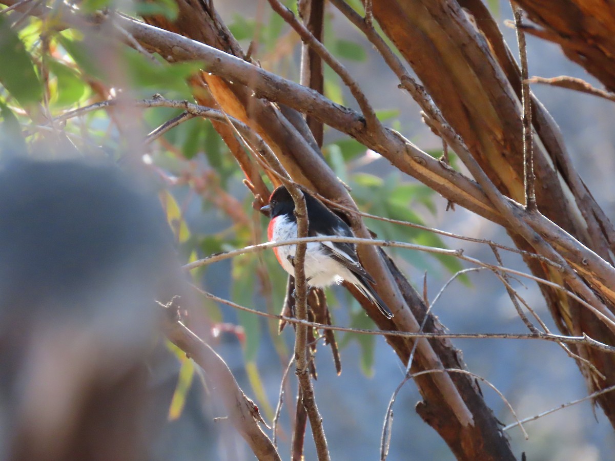 Red-capped Robin - Ann Breeze