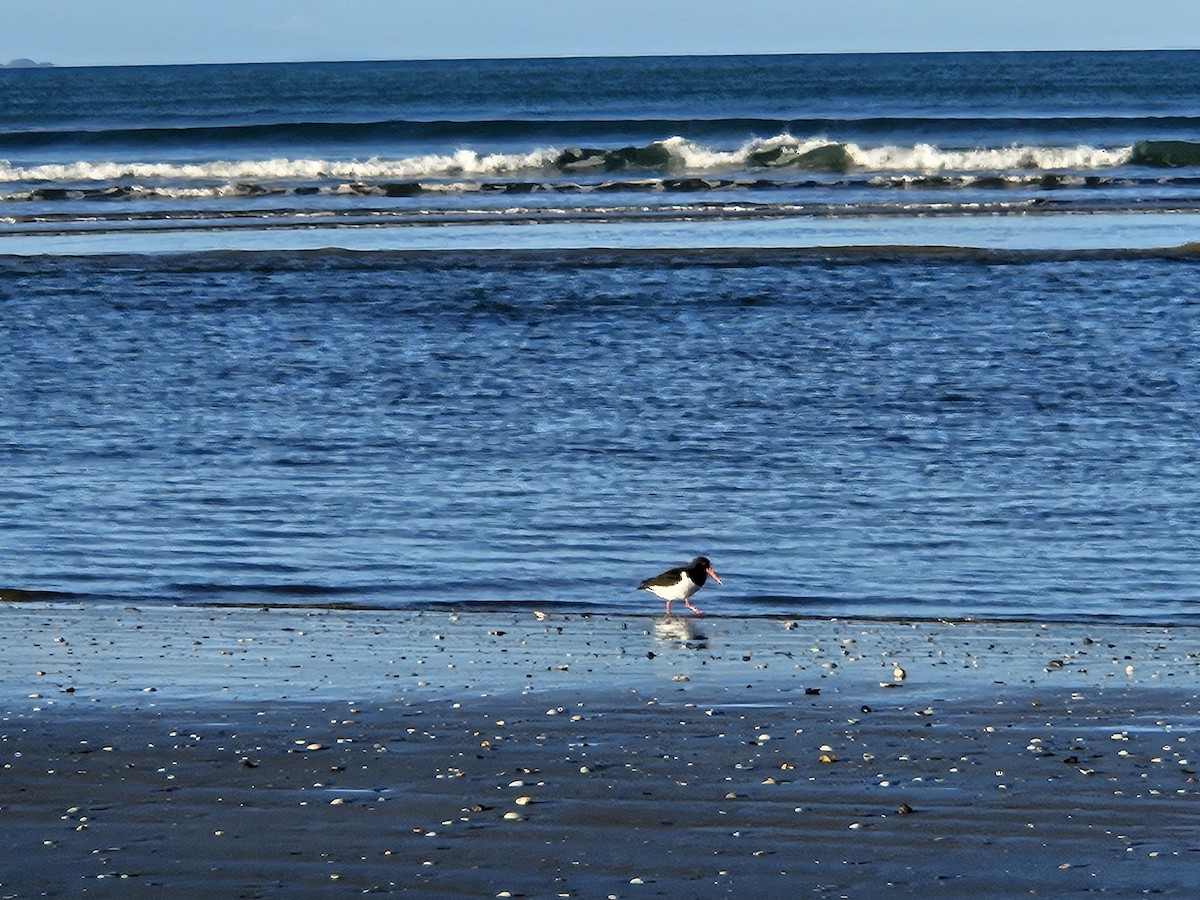 South Island Oystercatcher - ML617461509