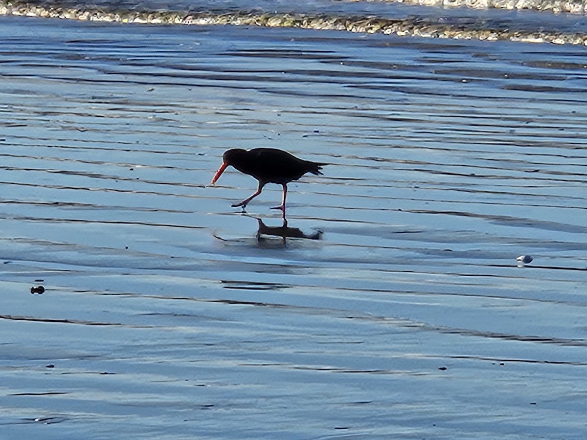 Variable Oystercatcher - ML617461510