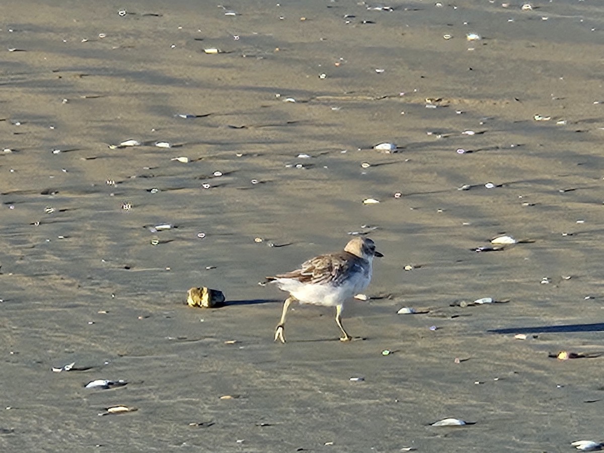 Red-breasted Dotterel - ML617461512