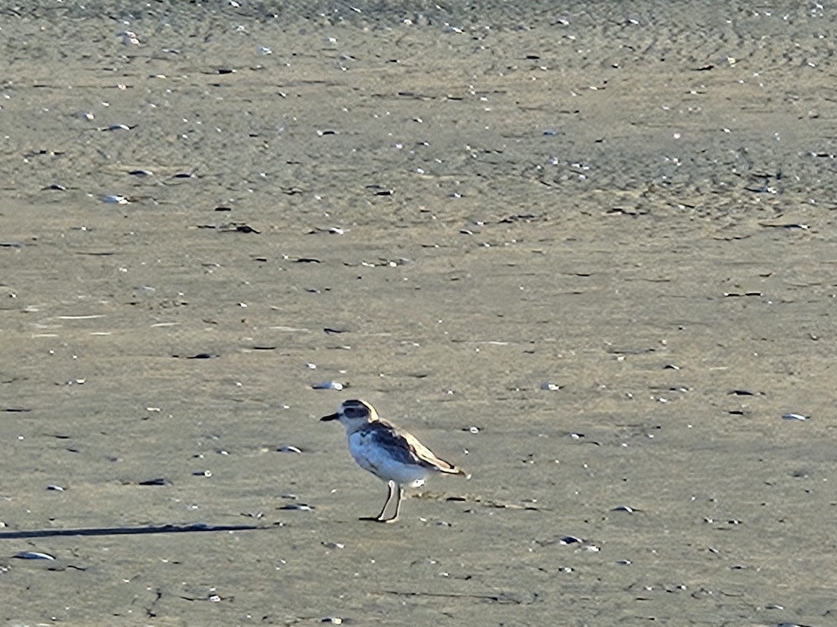 Red-breasted Dotterel - ML617461519