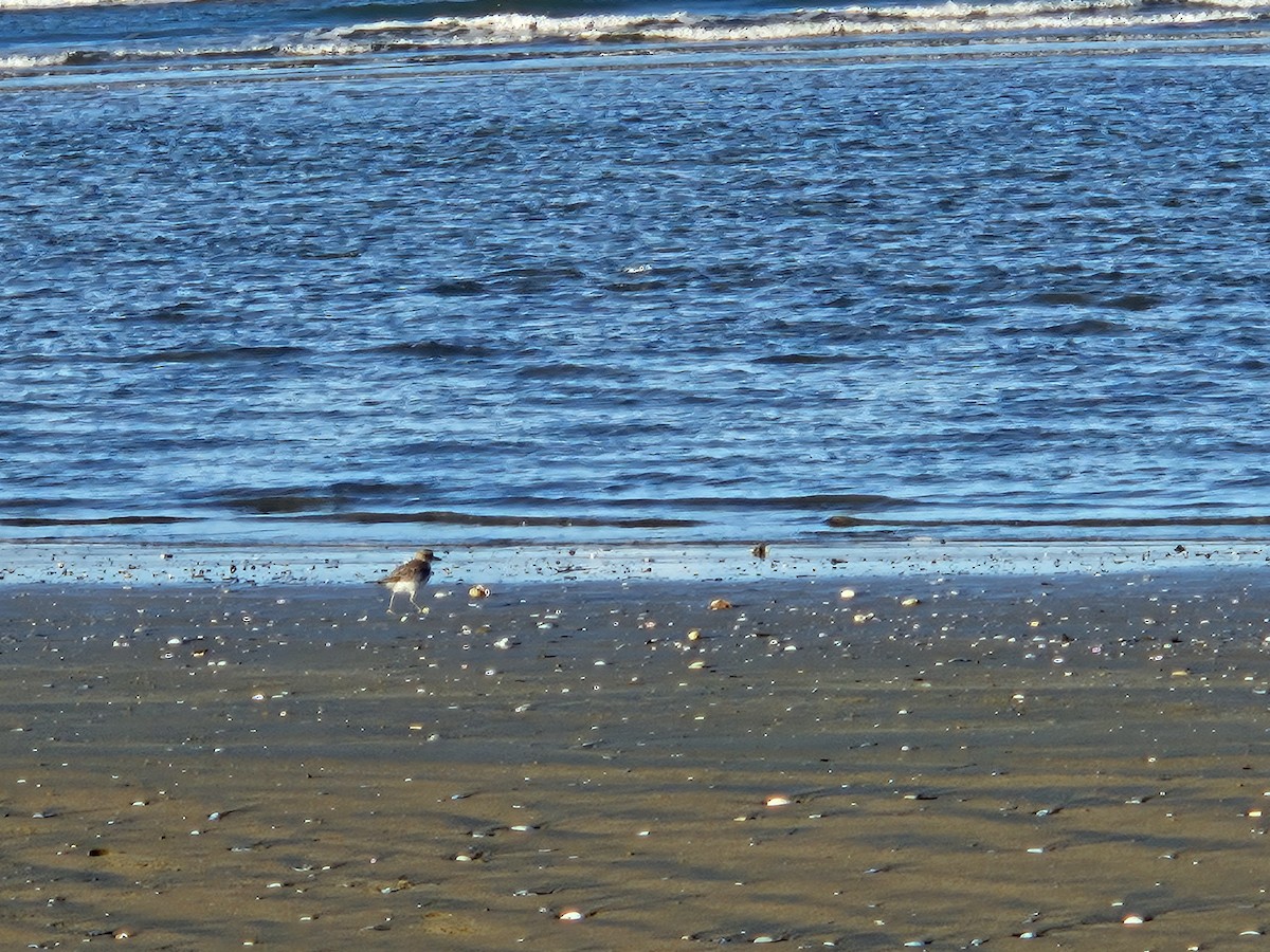 Red-breasted Dotterel - ML617461538