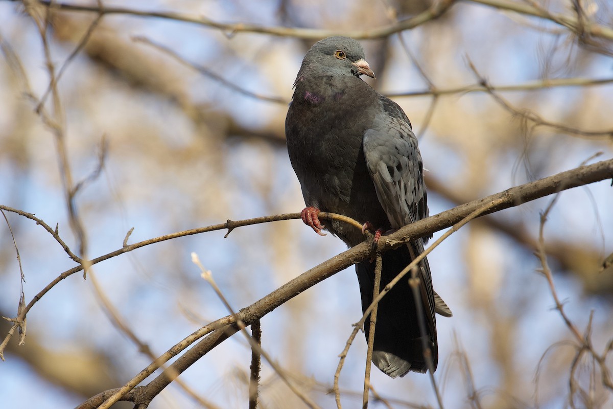 Rock Pigeon (Feral Pigeon) - ML617461551