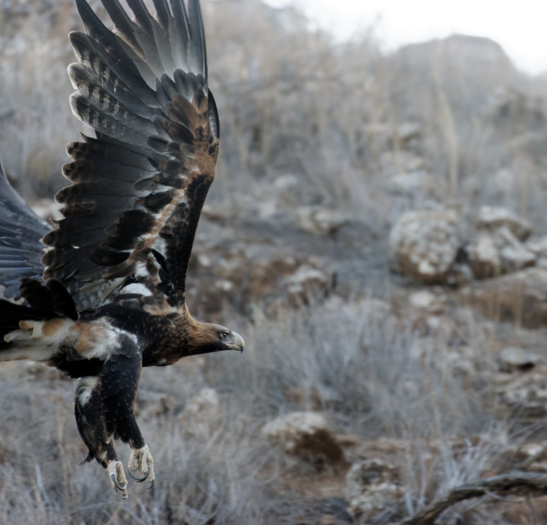 Wedge-tailed Eagle - ML617461565