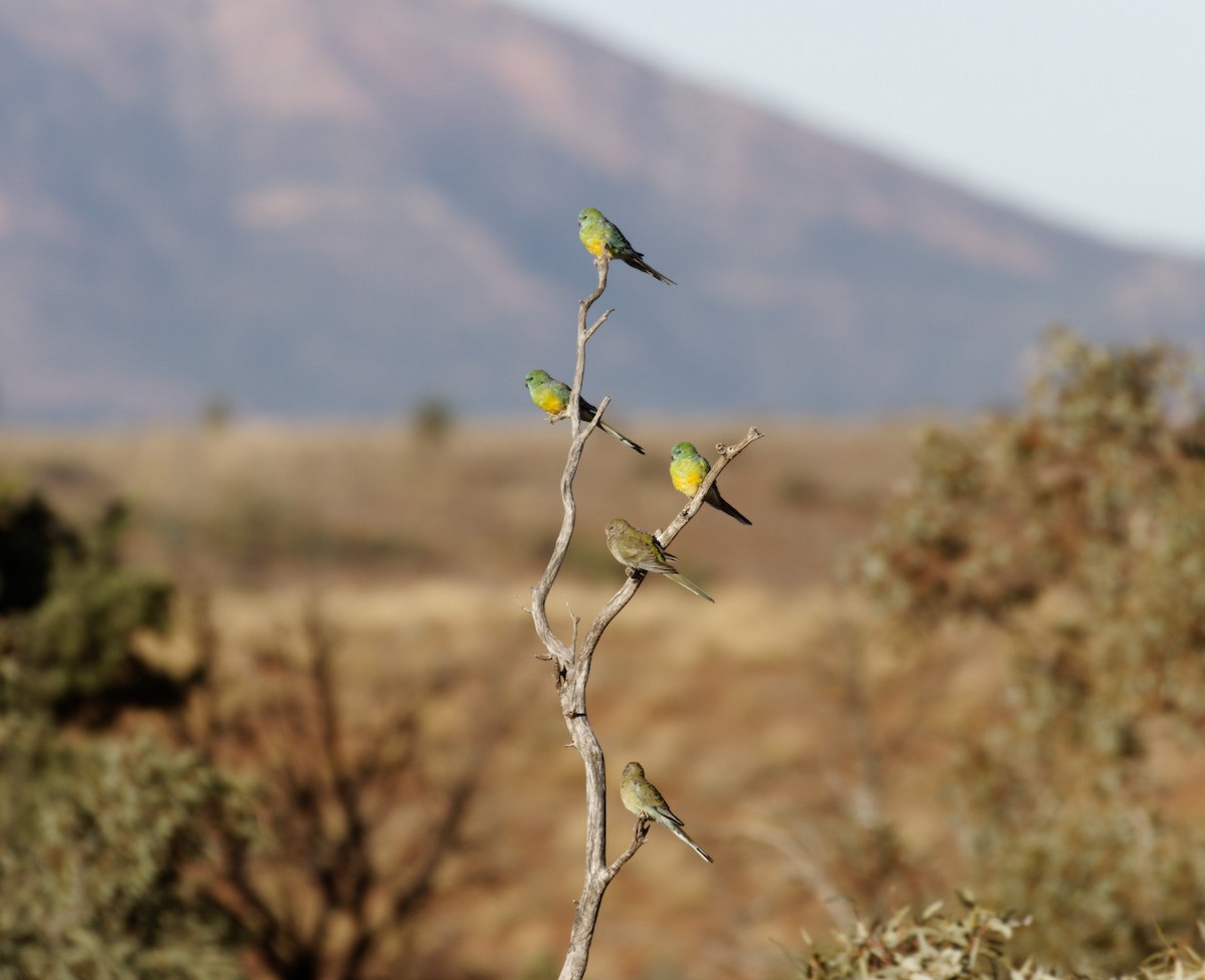 Red-rumped Parrot - ML617461566