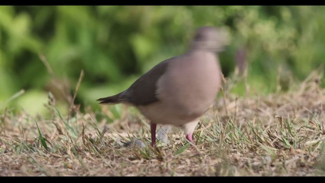 White-tipped Dove - ML617461567