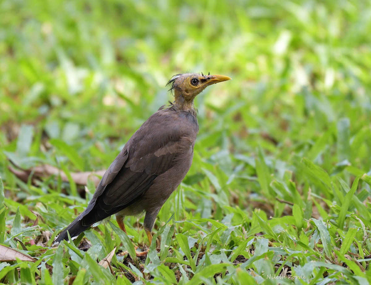 Common Myna - Nilesh K