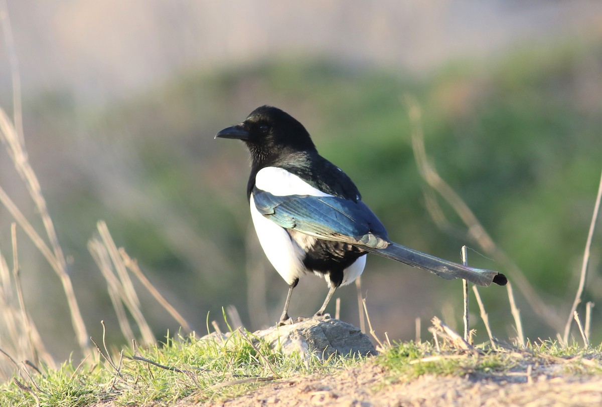 Eurasian Magpie - SELÇUK KUŞCU