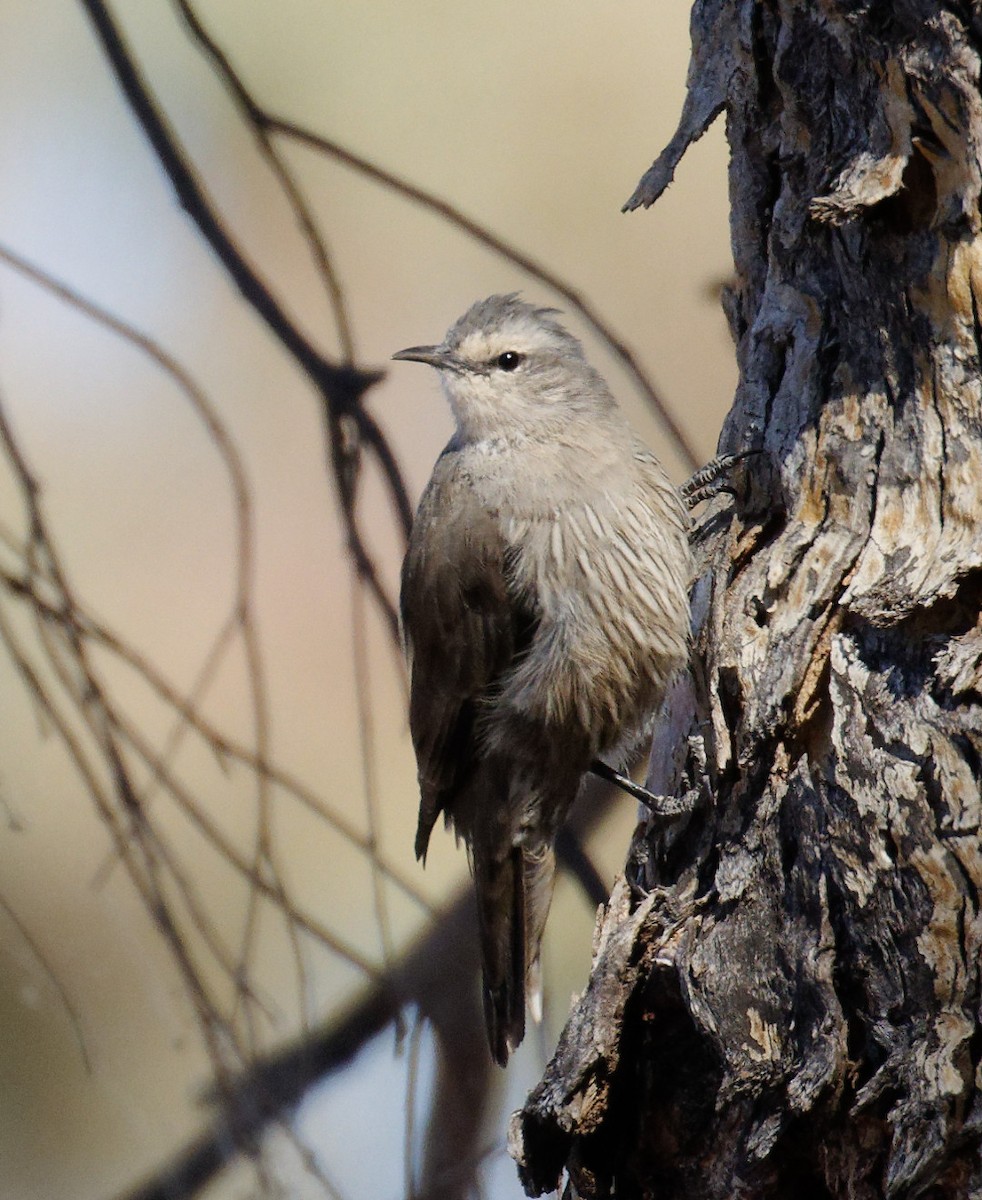 Brown Treecreeper - ML617461643