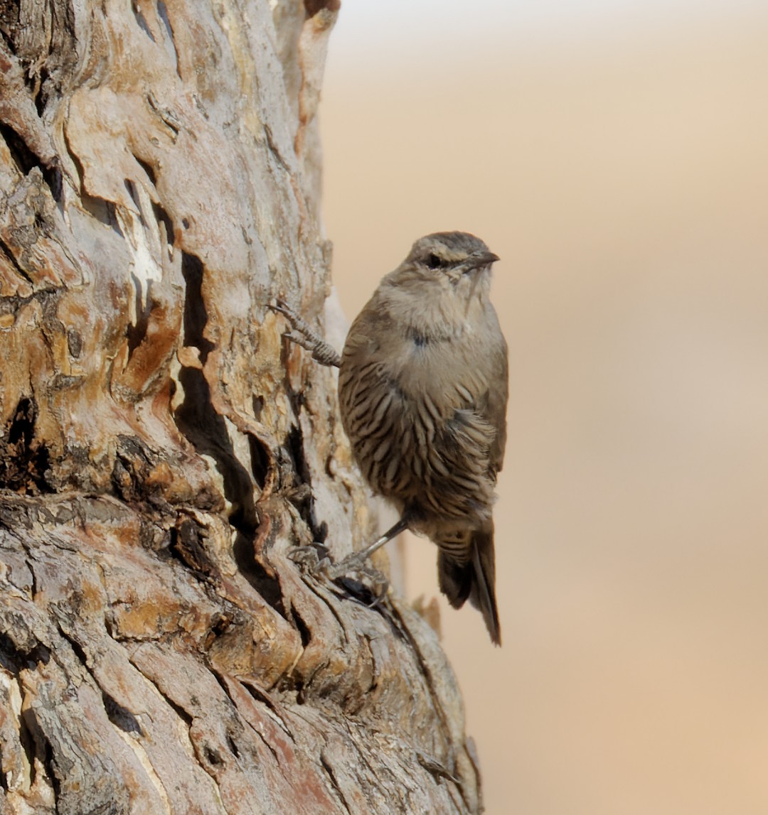 Brown Treecreeper - ML617461644