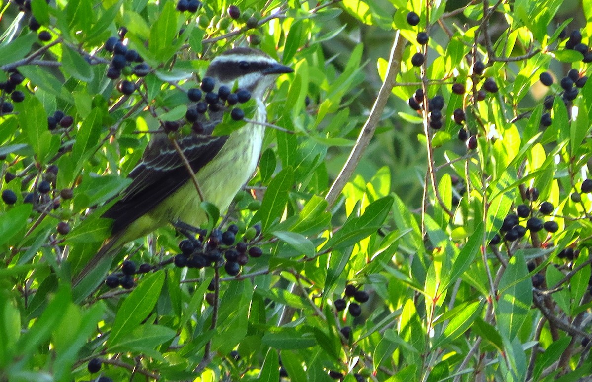 Piratic Flycatcher - Tammy Hester